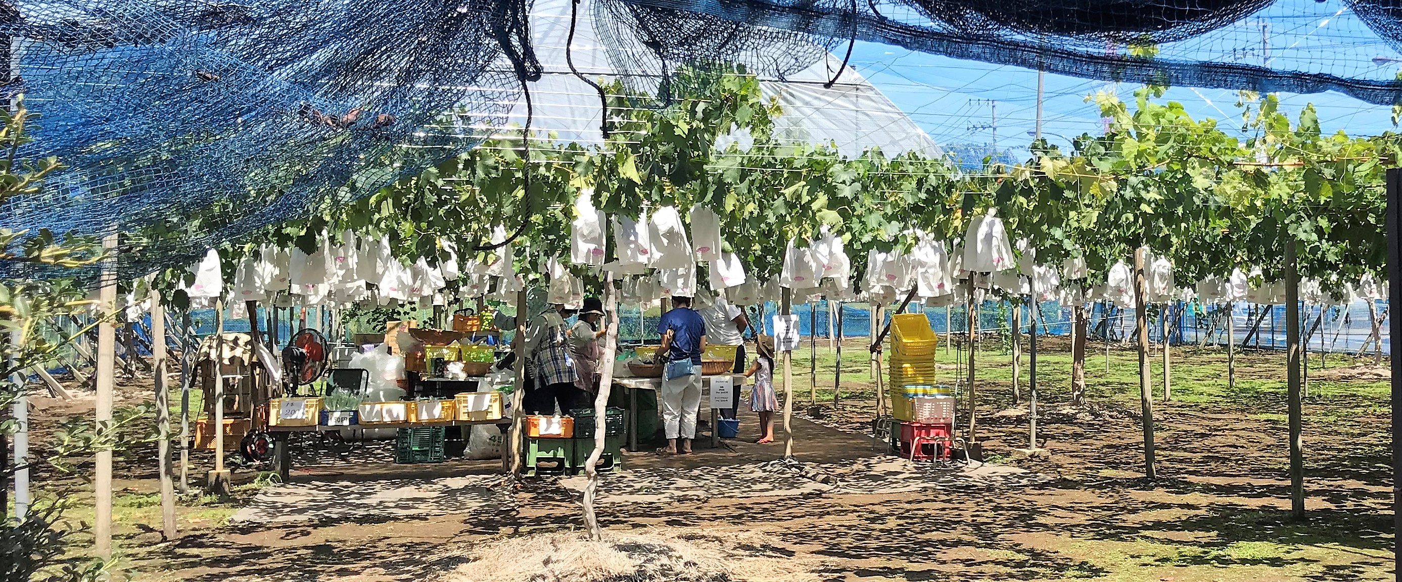 深大寺ぶどう園が開園致しました
