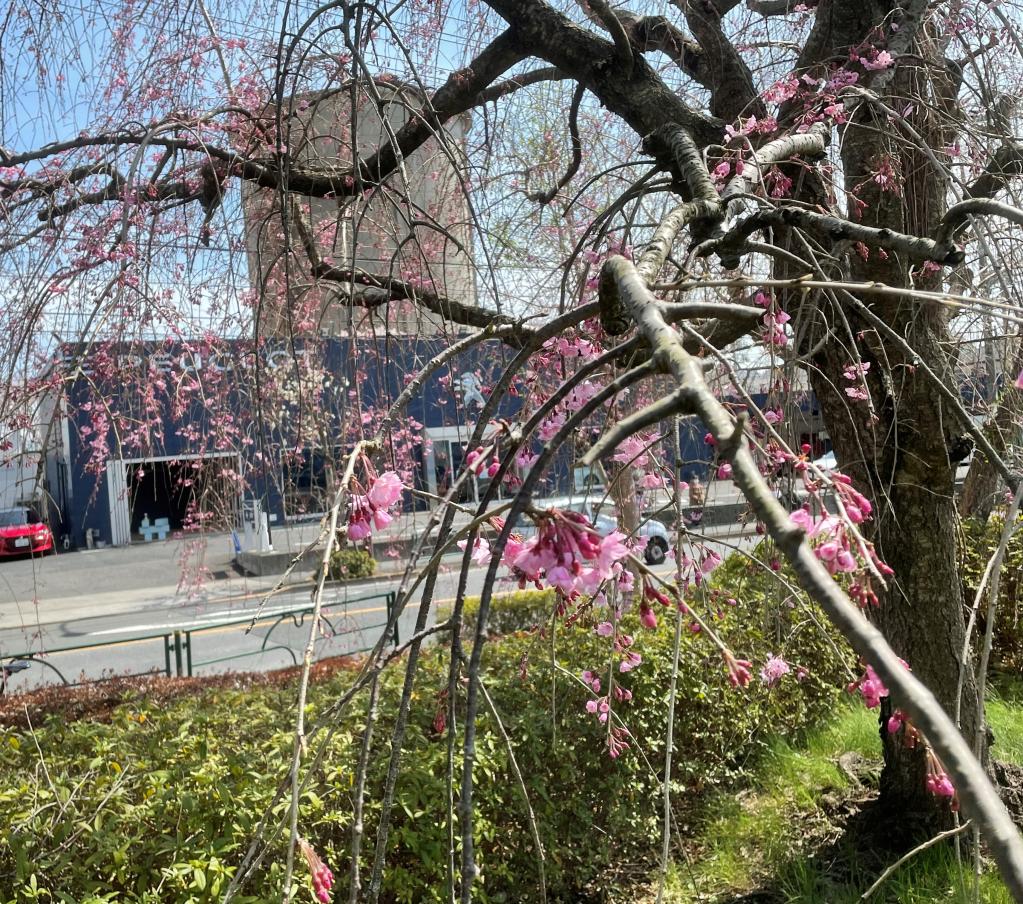 桜が綺麗で試乗日和です