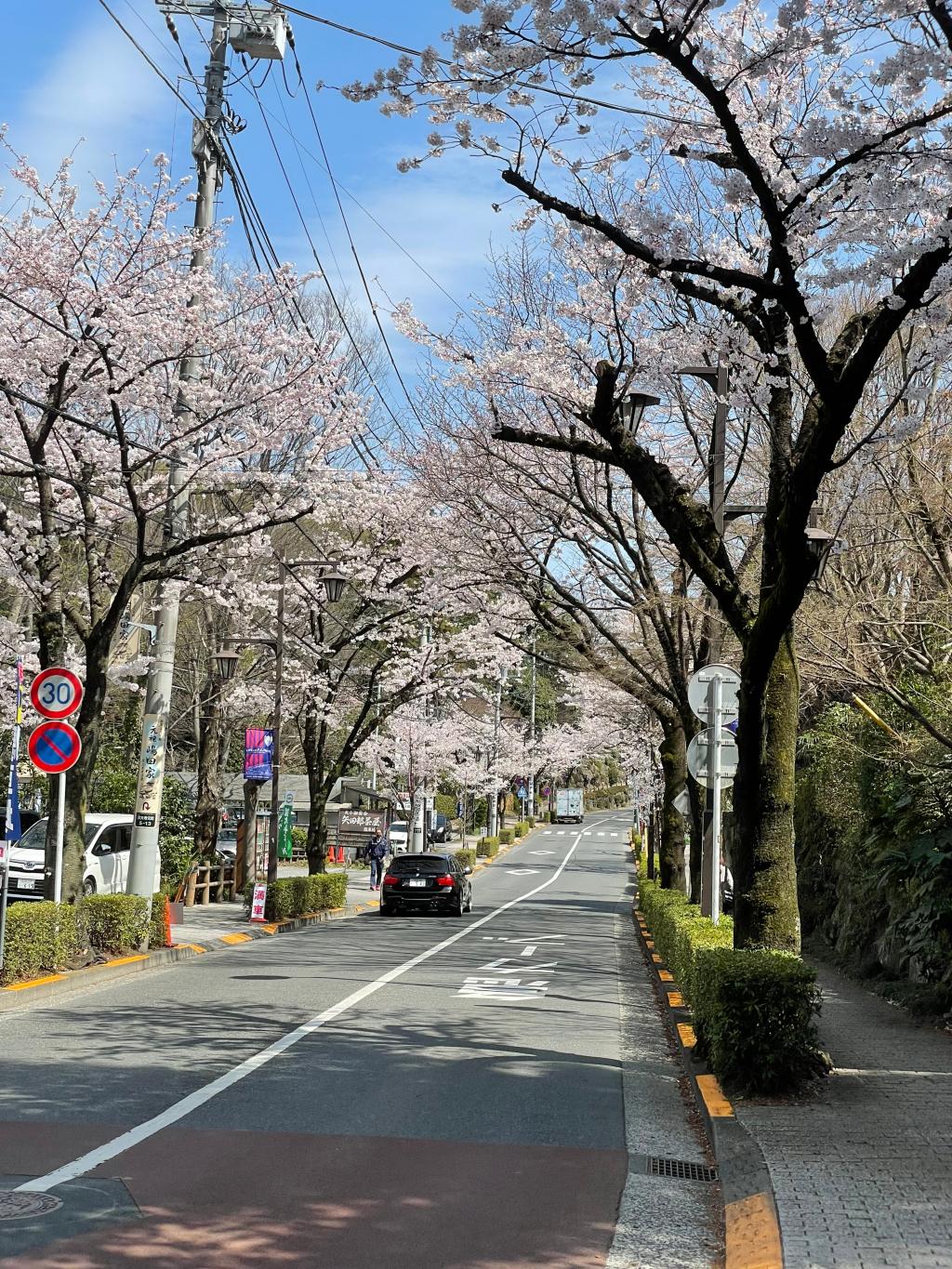 桜が綺麗で試乗日和です