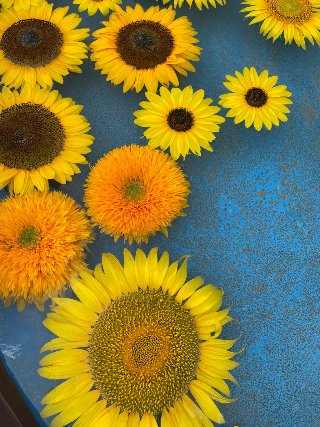 夏といえば、、！