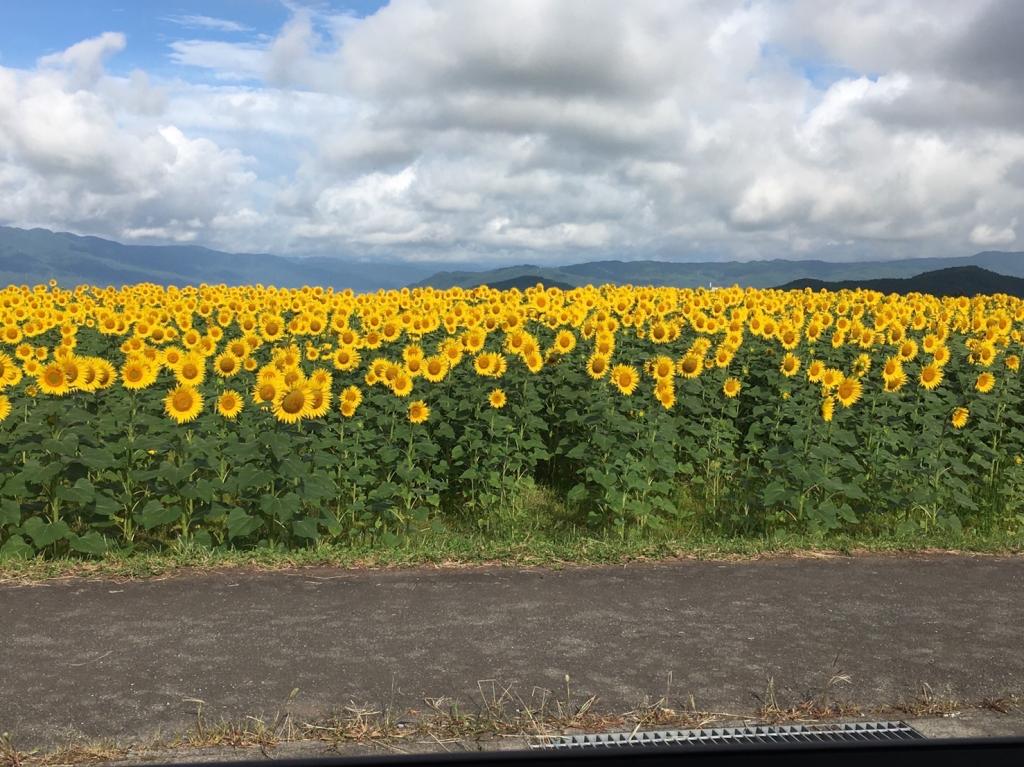 夏といえば、、！