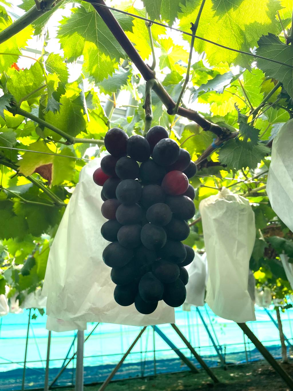 【今週末限定】御成約して頂いた方に・・・