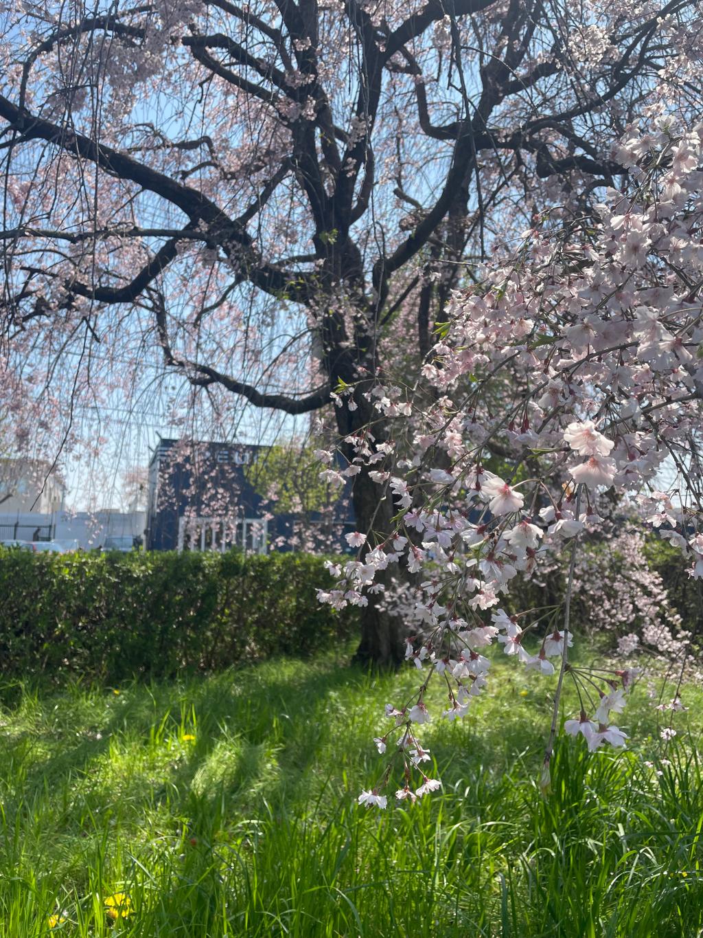 ４月スタート🌸