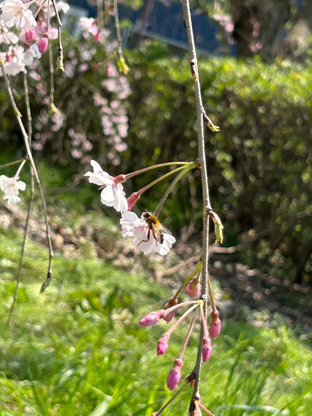 ４月スタート🌸