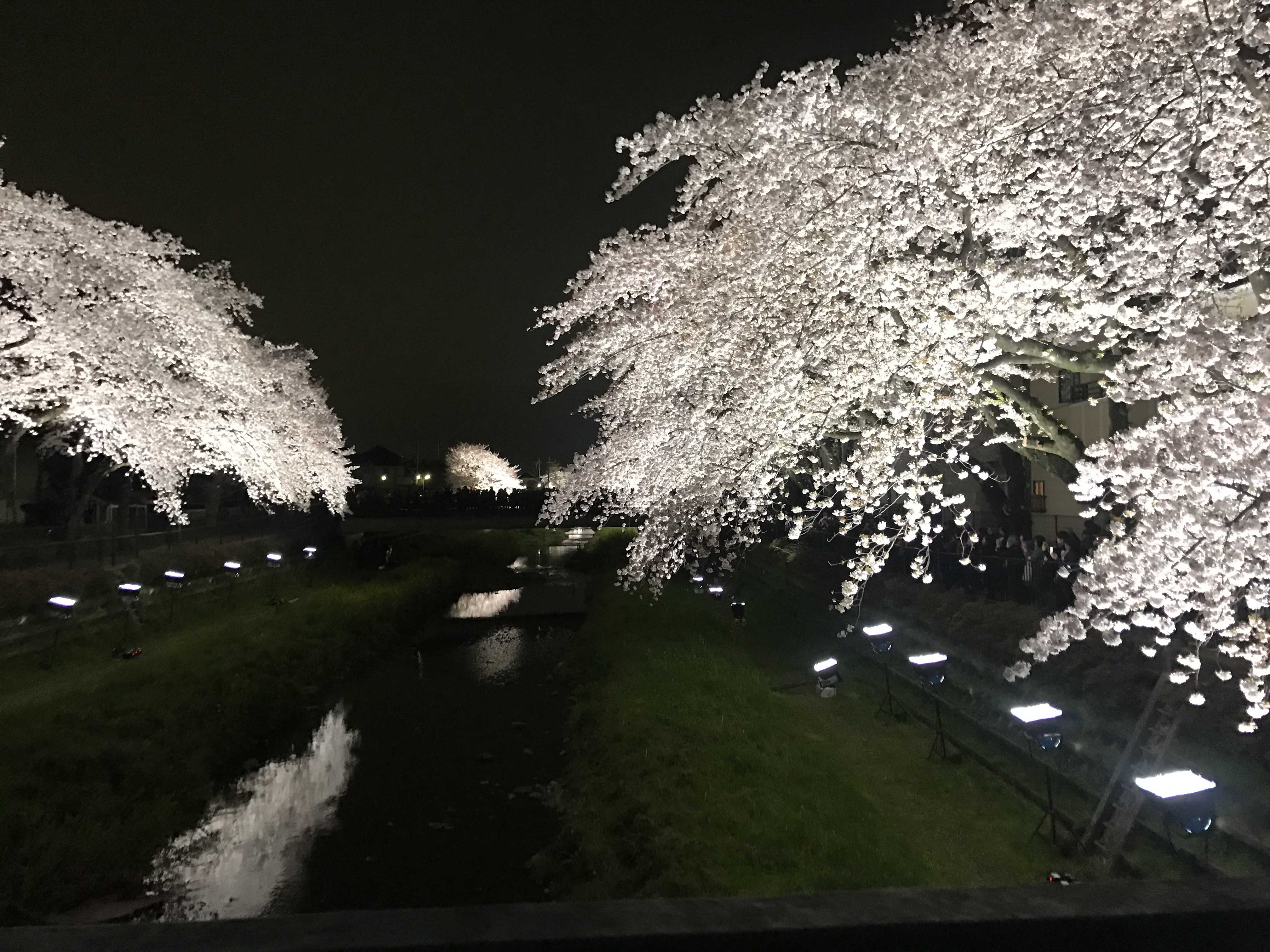 調布の桜ライトアップと特選車のご案内