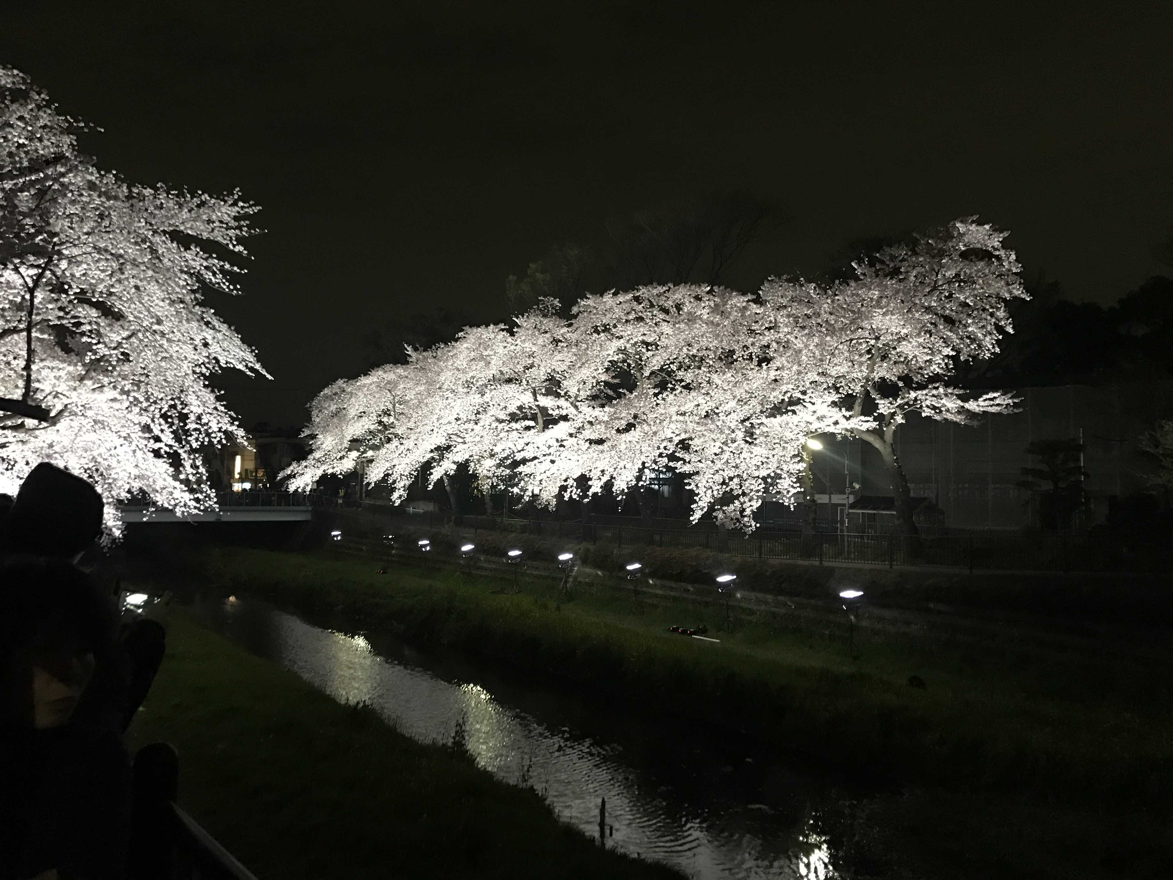 調布の桜ライトアップと特選車のご案内