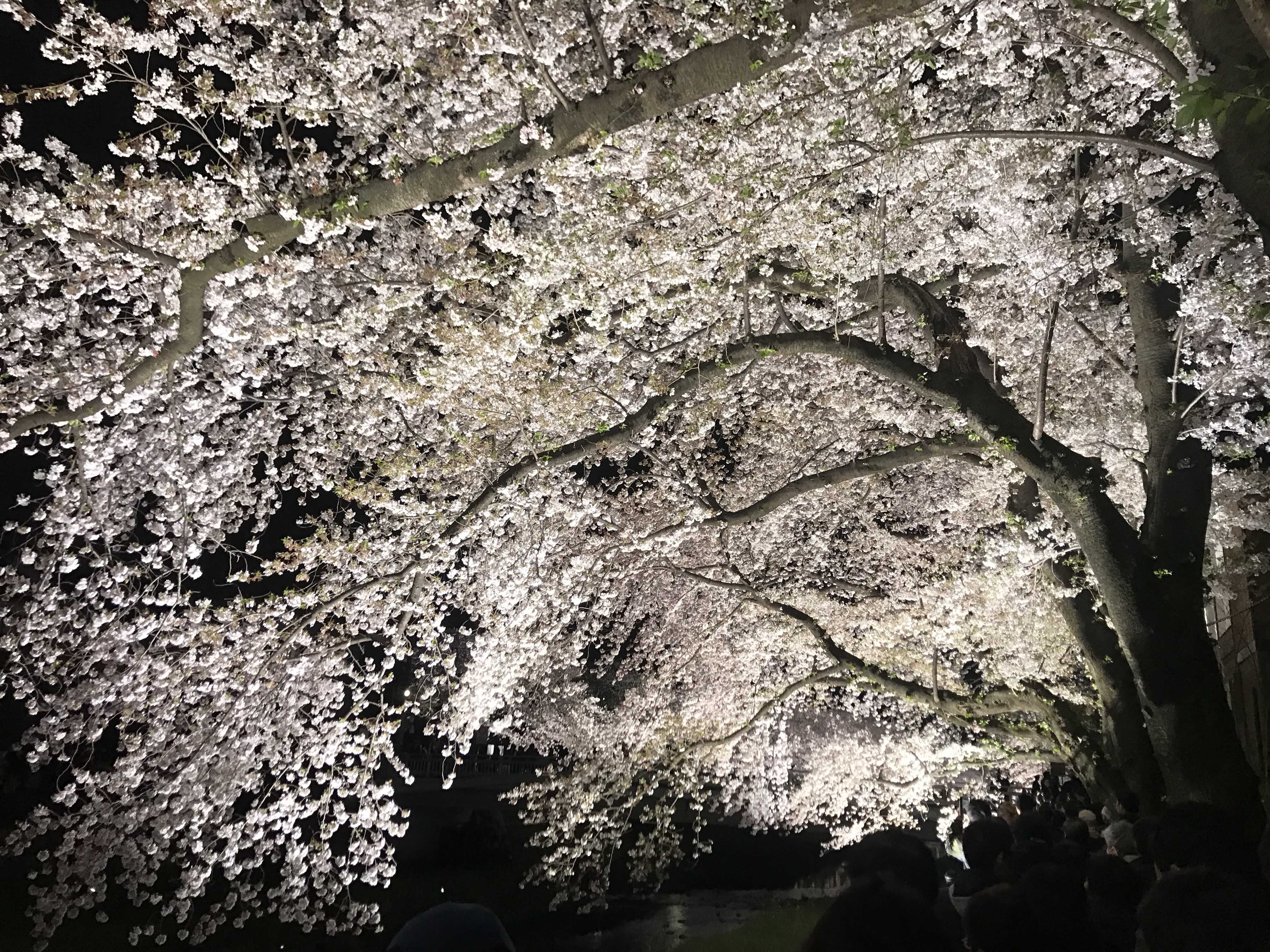 調布の桜ライトアップと特選車のご案内