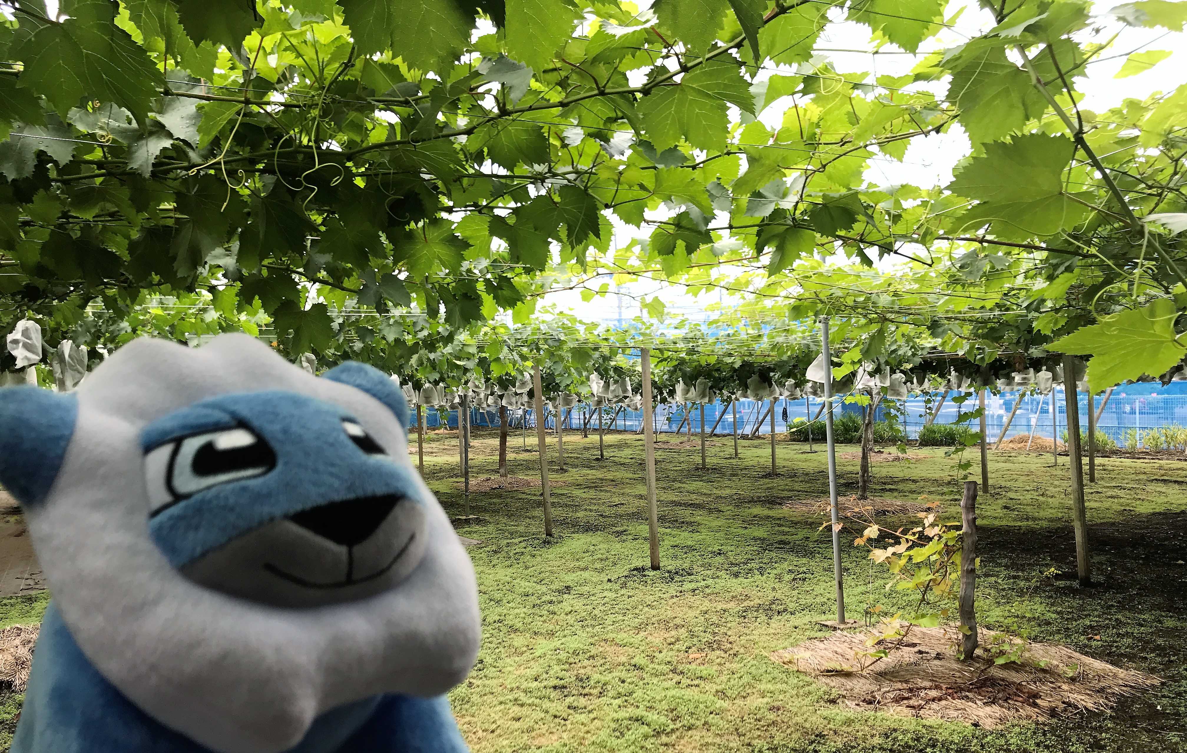 8月19日は深大寺ぶどう園の開園日でございます！