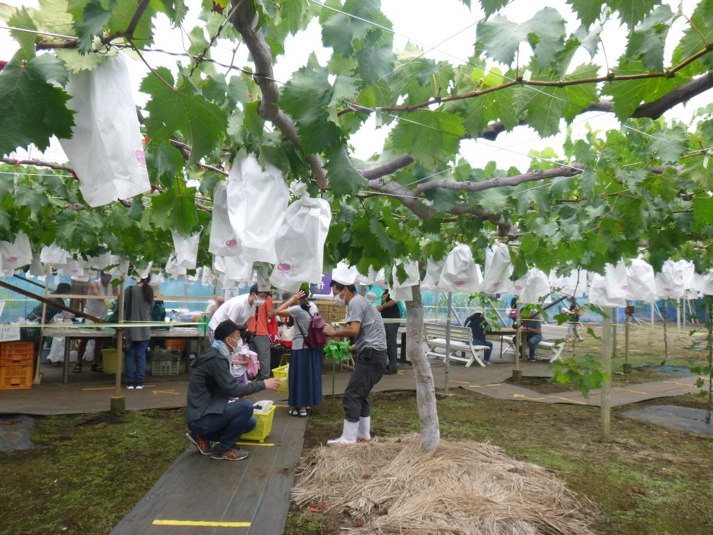 プジョー調布　感謝祭　始まりました