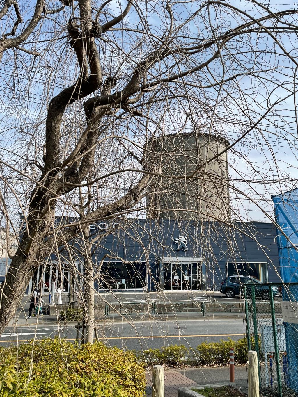 もうすぐ春です🌷