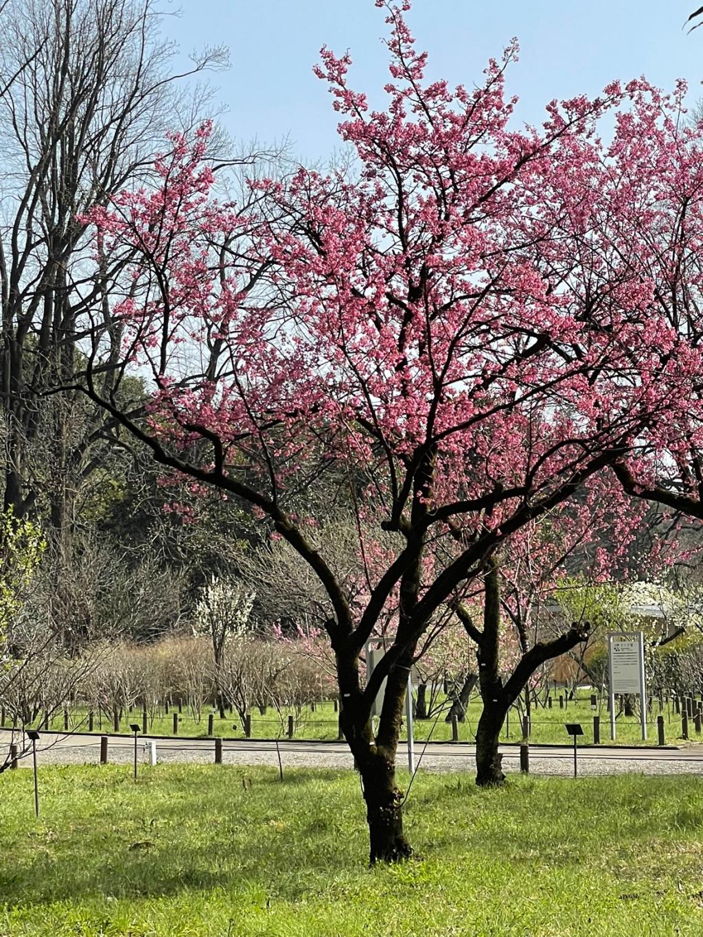 神代植物公園が再開しました！！！