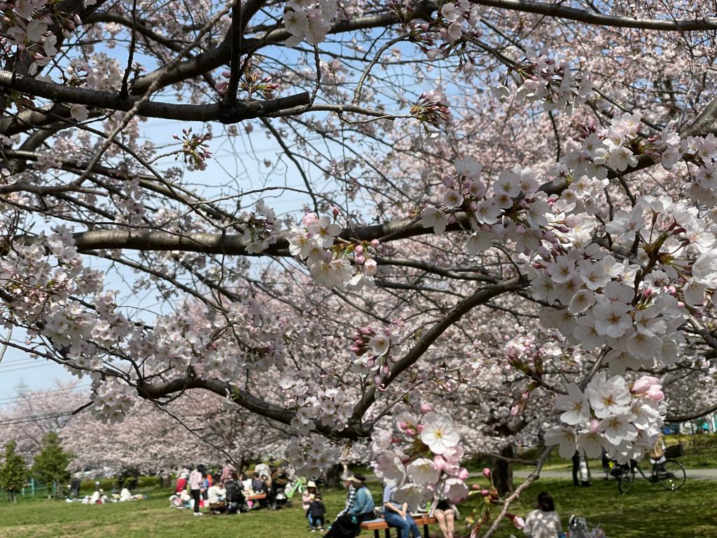 桜が綺麗で試乗日和です