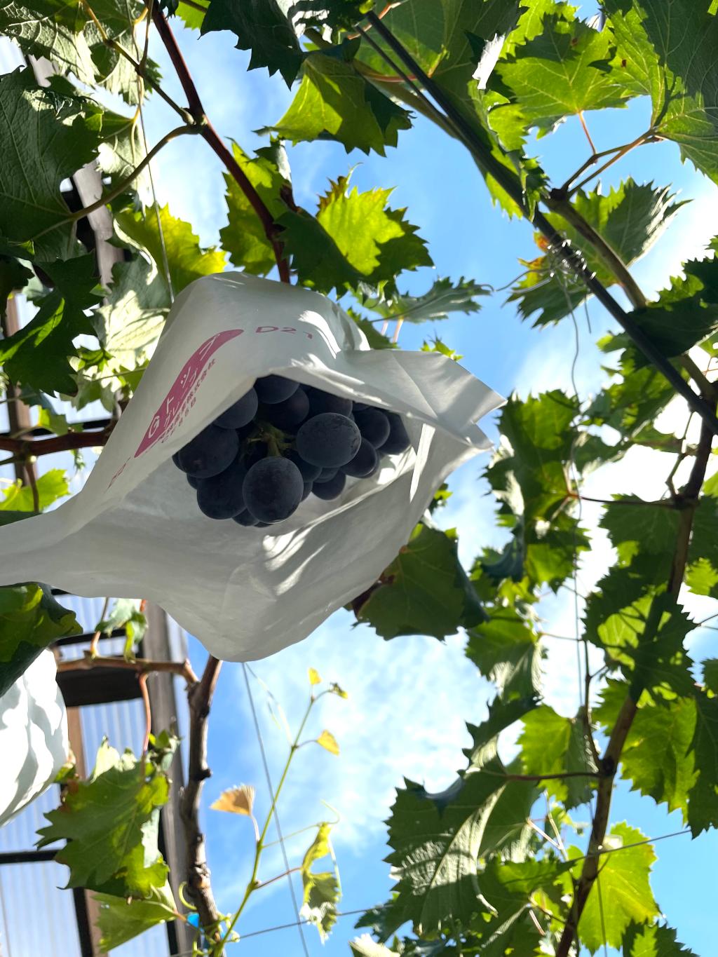 【今週末限定】御成約して頂いた方に・・・