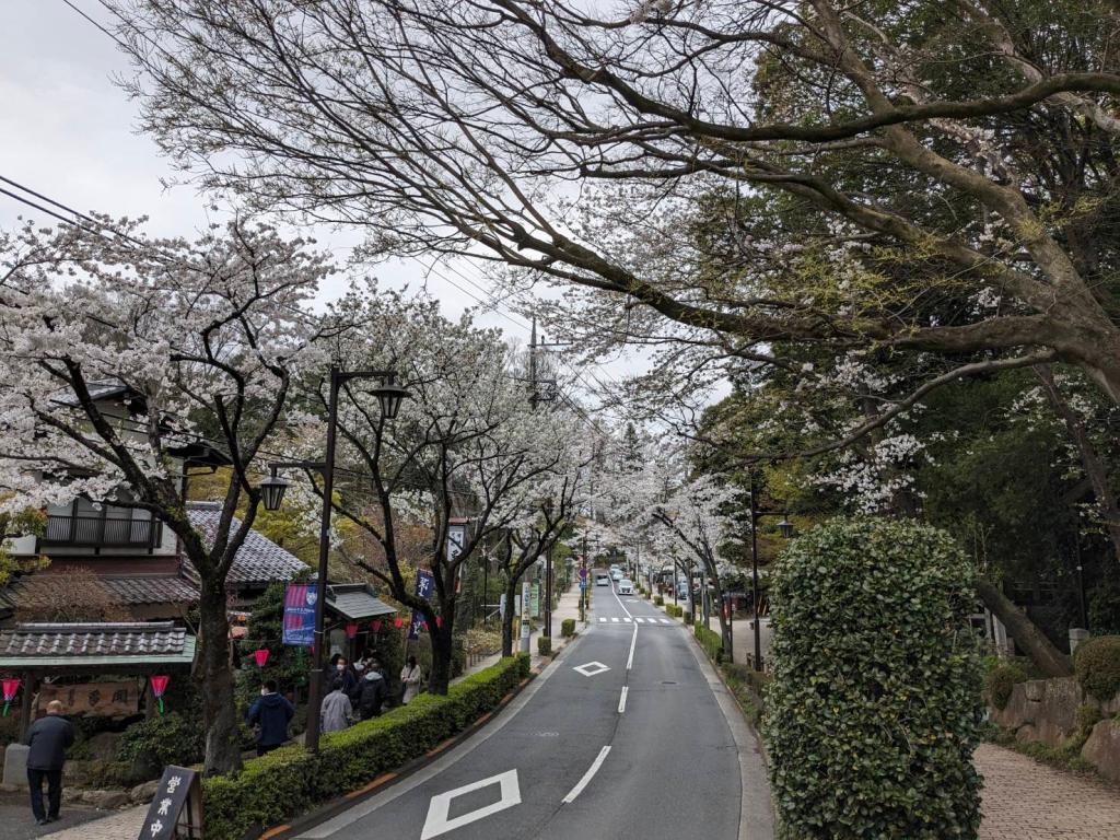 今週は桜とプジョー両方見られる調布店です