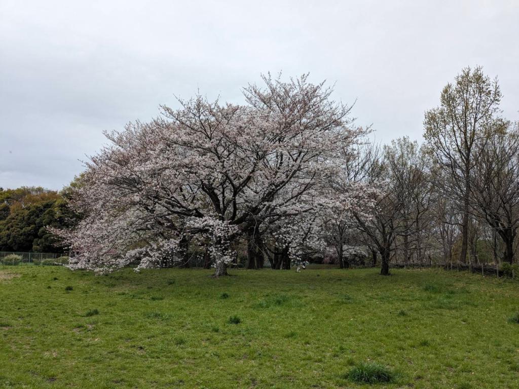 今週は桜とプジョー両方見られる調布店です