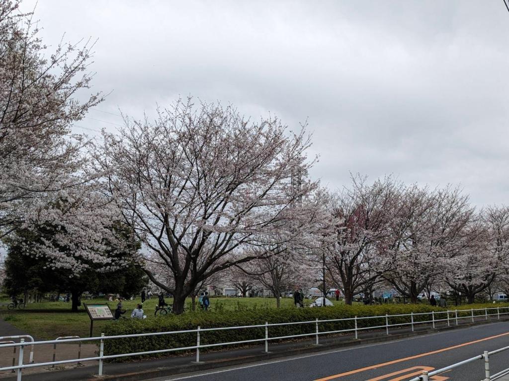 今週は桜とプジョー両方見られる調布店です